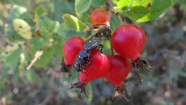 Rose Ants, San Joaquin Wildlife Sanctuary Irvine CA